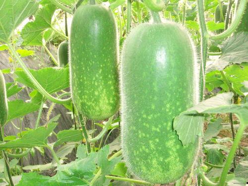 网红大瓜图片 北京朝阳吃瓜,一场吃瓜盛宴背后的故事